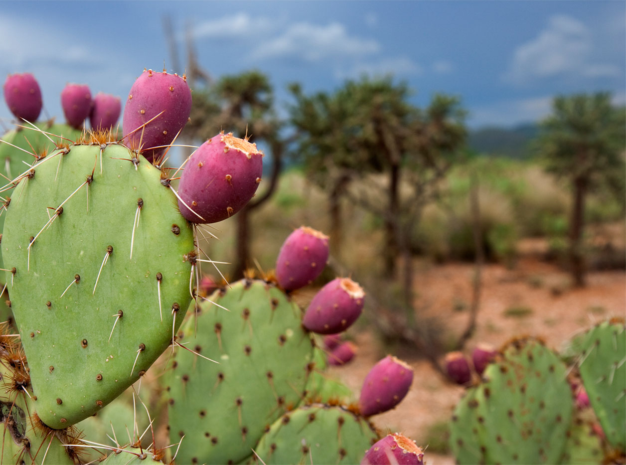Prickly Pair Cactus Image